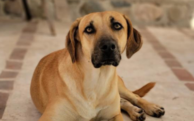 Sandy The Street Dog Is Sterilized