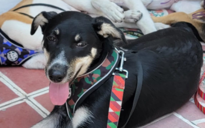 Koda