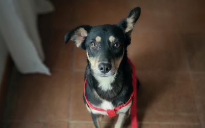 Lupita