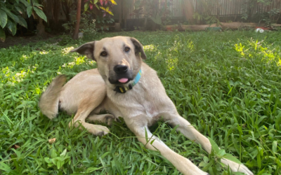 Saving Marshmallow: A Lifeline He Needs