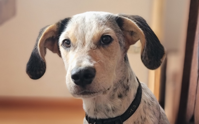 Bug The Guatemalan Street Dog Goes To New York