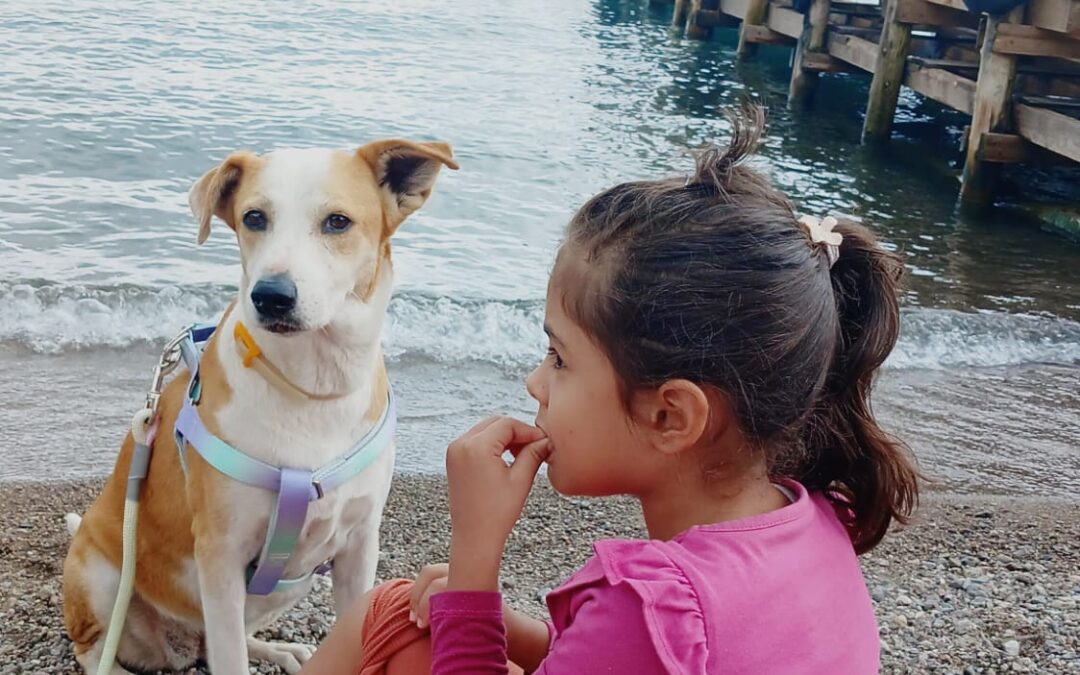 Spoony’s Journey: From Street Dog to Forever Home