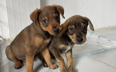 From Streets to Safety: A Rescue Story of Four Puppies and Their Mama
